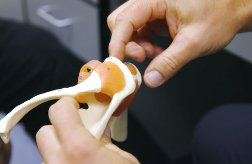 A specialty orthopedics model of a shoulder